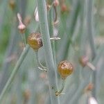 Asphodelus tenuifolius Frucht