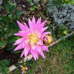 Dahlia pinnataFlower