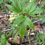 Cardamine enneaphyllos Flower