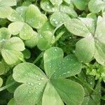 Oxalis articulata Hoja