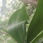 Ceratozamia hondurensis Hoja