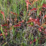 Sarracenia psittacina Yeri