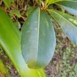Sideroxylon borbonicum Yaprak