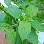 Stachytarpheta frantzii Leaf