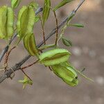 Combretum adenogonium Fruit