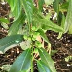 Kraussia floribunda Hoja