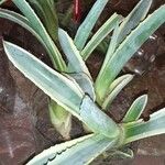 Agave americanaYaprak