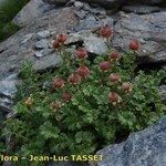 Geum reptans Habit