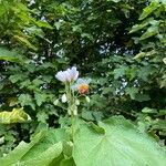 Sparrmannia africanaFlower