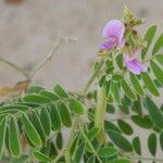 Tephrosia villosa Flower