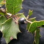 Berberis asiatica Habitus