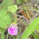 Oxalis obliquifolia 花