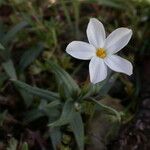 Phlox dolichantha