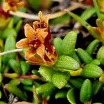 Kalmia procumbens 叶