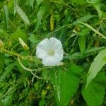 Calystegia silvaticaFlower