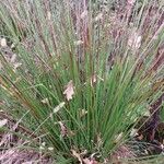 Juncus effusus Blad