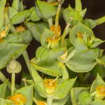 Euphorbia pithyusa Çiçek