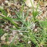 Spergularia rubra Leaf