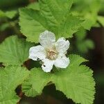 Rubus crataegifolius