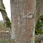 Pterocarya rhoifolia Bark