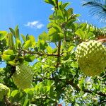 Annona spinescens