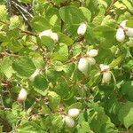 Symphoricarpos rotundifolius Hábitos