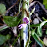 Galactia striata Blomma