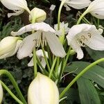 Crinum moorei Flower