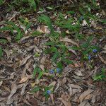 Commelina ensifolia 整株植物