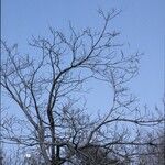 Catalpa speciosa Συνήθη χαρακτηριστικά