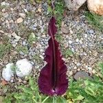 Dracunculus vulgaris Агульны выгляд