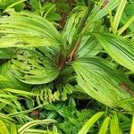 Veratrum nigrum Blatt