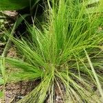 Bulbostylis laniceps Folio