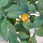 Solanum pseudocapsicum Frucht