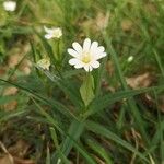 Stellaria holosteaFlor