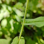 Hieracium prenanthoides Casca