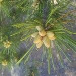 Pinus rigida फल