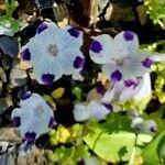 Nemophila maculata Flower