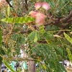 Albizia julibrissinBlomst