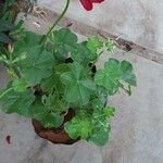 Pelargonium peltatumLeaf