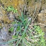 Carex halleriana Leaf