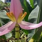 Musa ornata Λουλούδι