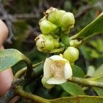 Garcinia vieillardii Blüte