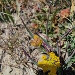 Bupleurum ranunculoides Blüte
