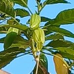 Brugmansia versicolorVirág