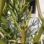 Euphorbia aphylla Flor