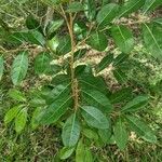 Aglaia elaeagnoidea Deilen