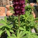 Lupinus × regalis Fiore