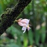 Medinilla venosa Blüte