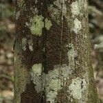 Pouteria engleri Bark